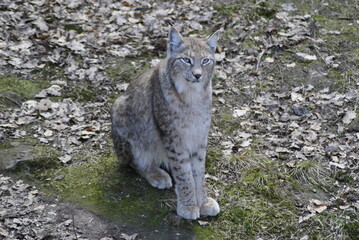 stolzer Luchs