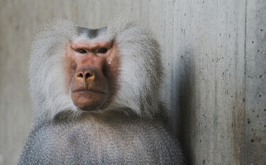 portrait of a baboon - Powered by Adobe