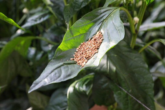 Biological pesticide in agriculture by using tiny insects. Integrated Pest Management.