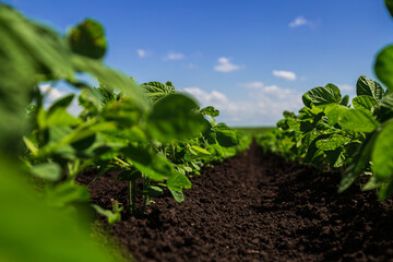 Soybean field ripening at spring season, agricultural landscape