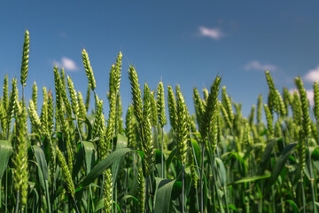  Agricultural field on which grow immature young cereals, wheat. Blue sky with clouds in the...