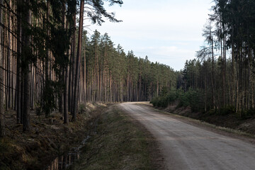 winding country road through coniferous trees in Latvia country side. Shadows of trees on dirt road, sand and gravel road in springtime