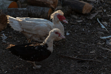 male and female domestic ducks near pile of firewood