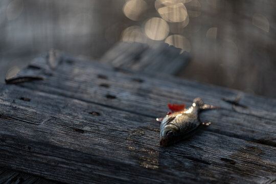 caught common roach (Rutilus rutilus) on wooden footbridge