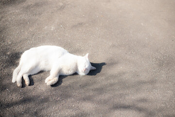 地面で昼寝する白猫