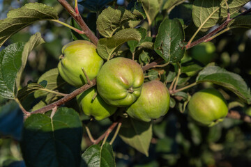 Background of green and red apples on apple tree branch