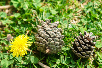Dandelion and pinecones