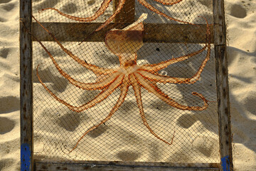 octopus on drying racks on the beach in Nazare, Portugal