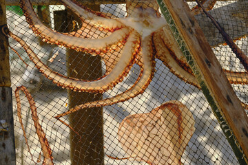 Obraz premium sun-dried octopus on wooden racks on the beach in Nazaré, Portugal
