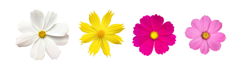 isolated white, yellow, purple and pink cosmos flower with clipping paths.	 - Powered by Adobe