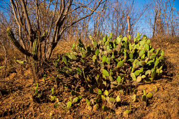 Obraz premium cactos quipá e xique-xique - plantas da caatinga, vegetação típica do semiárido brasileiro