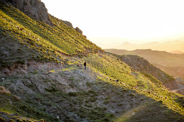 Shepherd and flock of sheep in the middle of hill, grass and rock