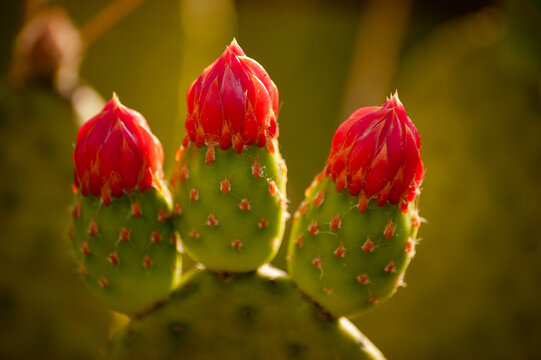 quip&aacute; - detalhe de cacto florido na caatinga, vegeta&ccedil;&atilde;o t&iacute;pica do nordeste do brasil