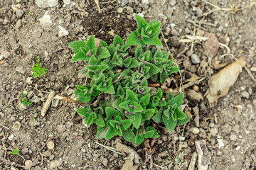 Melissa bush grows in the garden. Growing seedlings of young lemon balm. Garden conceptual background
