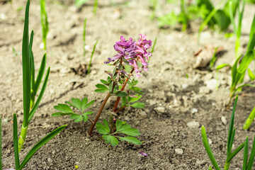 Corydalis solida on a garden. Traditional spring plant in forest of northern Europe and Asia