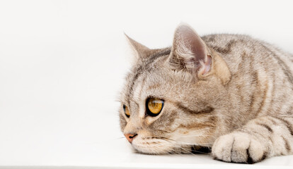 Cute cat lay down  on white  floor thinking and looking outside with beautiful yellow eyes,copy space for text
