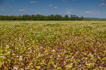 Buckwheat blooms in the field. White flowers. Sky with dark clouds.