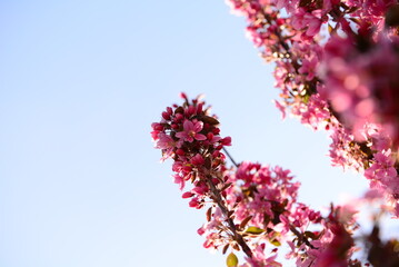 Pink flowering appletree against the sky from below
