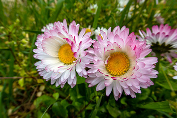 Obraz premium Nature's spring adventure, flowers and colors 