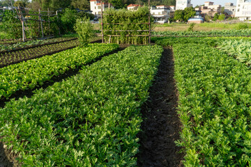 Fototapeta na wymiar Vegetables in the fields in the sun