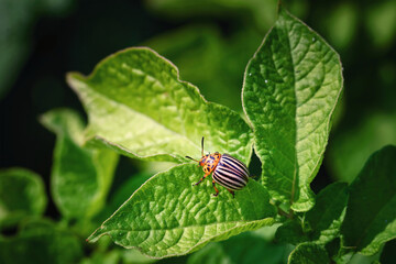 Adult colorado beetle, pest invasion, parasite destroy potato plants, farm damage. Colorado potato beetle crawling on green potato leaves close up. Leptinotarsa decemlineata. Protecting plants concept