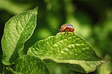 Adult colorado beetle, pest invasion, parasite destroy potato plants, farm damage. Colorado potato beetle crawling on green potato leaves close up. Leptinotarsa decemlineata. Protecting plants concept