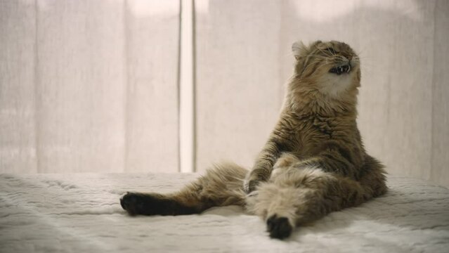 A young highland lynx cat yawns while sitting on a bed. A cat sitting like a human. The sly house cat washes. The kitten licks its lips after eating and washes with its paw. 