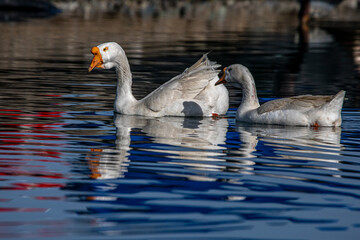 seabirds and wildlife