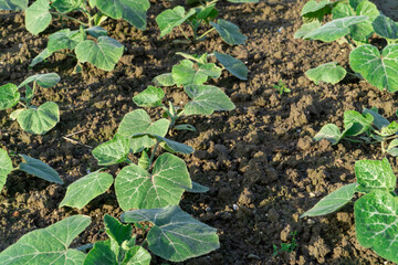 Fototapeta premium Pumpkin seedlings growing in vegetable fields