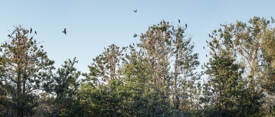 Panoramic photo of the Great Cormorant Island in Lithuania.