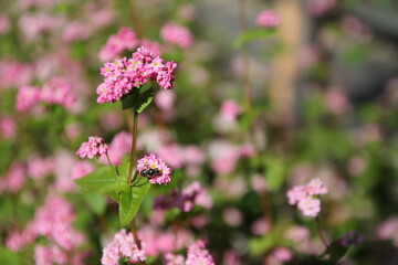 Fototapeta premium 蕎麦の花