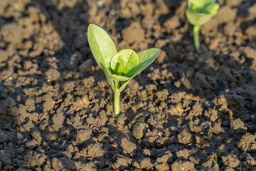 Seedlings sprouting in the sun