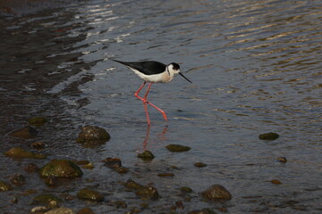 seabirds and wildlife