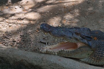 One crocodile resting and opening its mouth in the sun shade