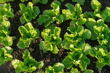 Vegetables in the fields in the sun