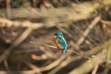 Kingfisher, Norfolk