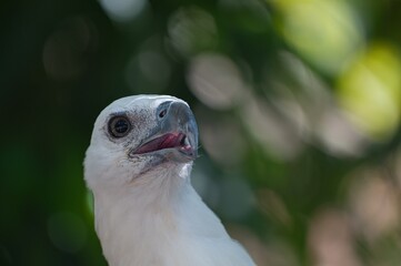 Close up of white eagle in the green background