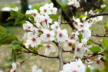 Cherry blossoms with leaves