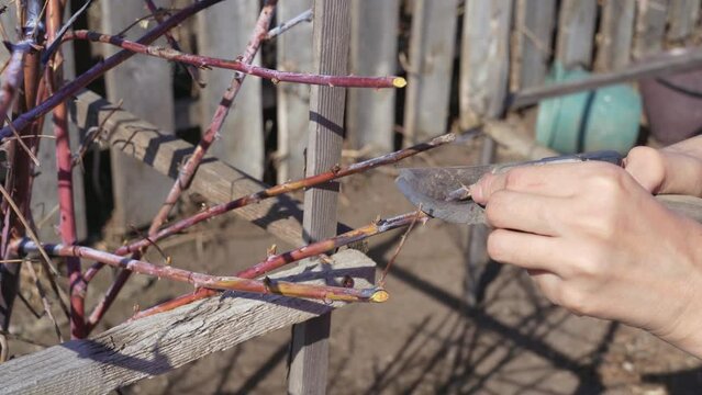work in the garden. cut branches in the spring. trim dry raspberry branches with a sicator
