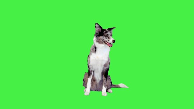 Border collie sitting and looking forward on a Green Screen, Chroma Key.
