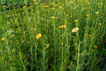 Chrysanthemum growing in vegetable field