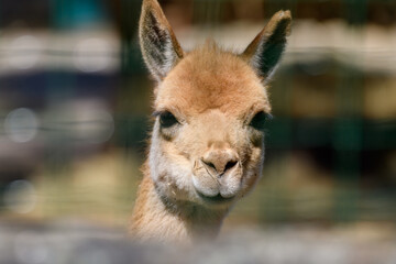 RIGA, LATVIA. 22nd April 2022. Selective focus photo. Vicuna animal. Vicugna vicugna at Riga Zoo.