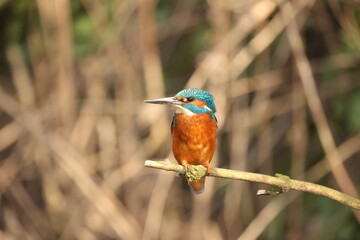 Kingfisher, Norfolk River