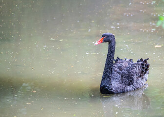 A Black Swan enjoying Swim