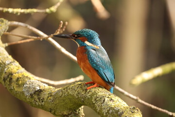 Kingfisher