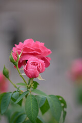 pink rose