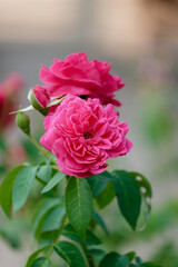pink rose