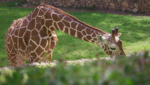 Reticulated giraffe eating grass on a sunny day in the zoo. Wildlife protection concept. Slow motion. 