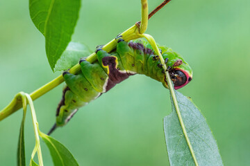 Puss Moth - Cerura vinula, small beautiful moth from European forests and woodlands, Czech Republic.