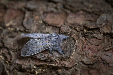 Puss Moth - Cerura vinula, small beautiful moth from European forests and woodlands, Czech Republic.